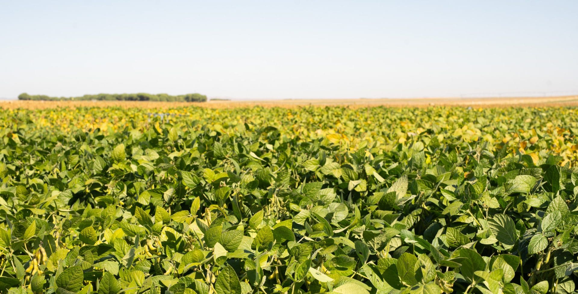¿Qué es la metionina y cómo puede ayudarte la soja a obtener una proteína vegetal completa?